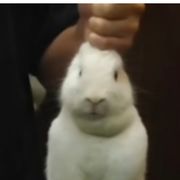 歌姬