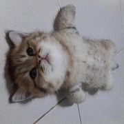 咸鱼晒太阳