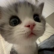 萌