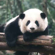 一颗年糕（互前二）