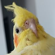 泠月