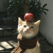 乜安