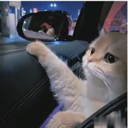 7姐
