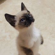奥利奥小饼干w