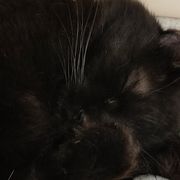 清书-黑猫工作室