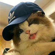 冷艳傲娇喵星人