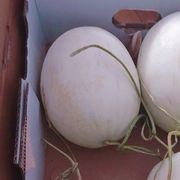 小小橘子酱