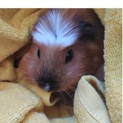 爱吃雷温(｡･ω･｡)ﾉ♡