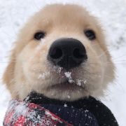 稀里糊涂的柿子