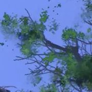 晚夜玉衡·海棠