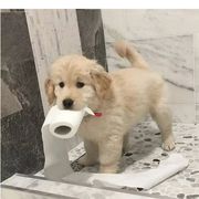 咕咕不含糖