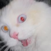 织🅥