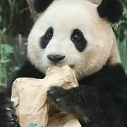 pupupupubao