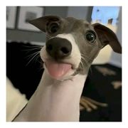 呱呱！哥布林大王