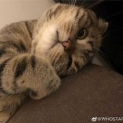 孤雲野鶴