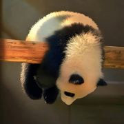 聪明豆（手机登陆中）