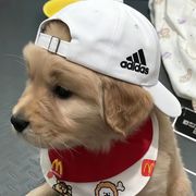 张志