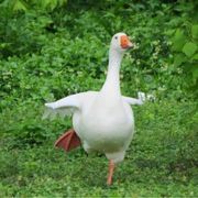 烤大鹅
