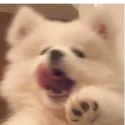 硕崽三岁半