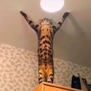 北冰杨( •̥́ ˍ •̀ू