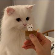 把爱带回家