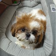 花有重开日，人无再少年