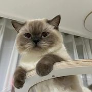 甜系少年