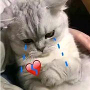 马铃薯