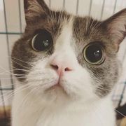 Bowie