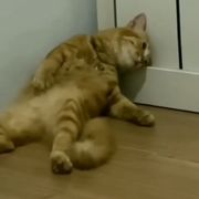夏夜之星