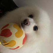 介末甜芥末