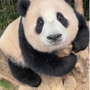 小福