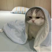 小貓咪