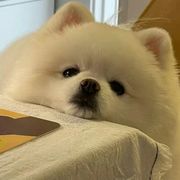 瓜