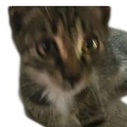 金鸿