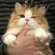 苏挽