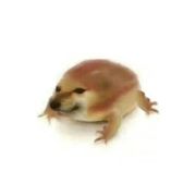 波刀龙胆