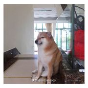 丰月