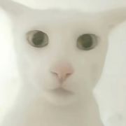 人