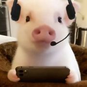 萦