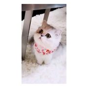 过小游