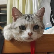 兔崽崽