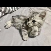熊
