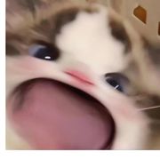 张姑娘