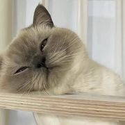 吴迪