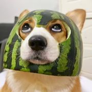 西瓜侠（卧虎藏龙手游）