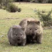 吃葡萄不吐葡萄皮