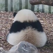 微🌱凉