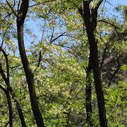 AAA 潍坊建材李哥