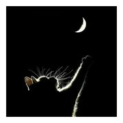少熬点儿夜
